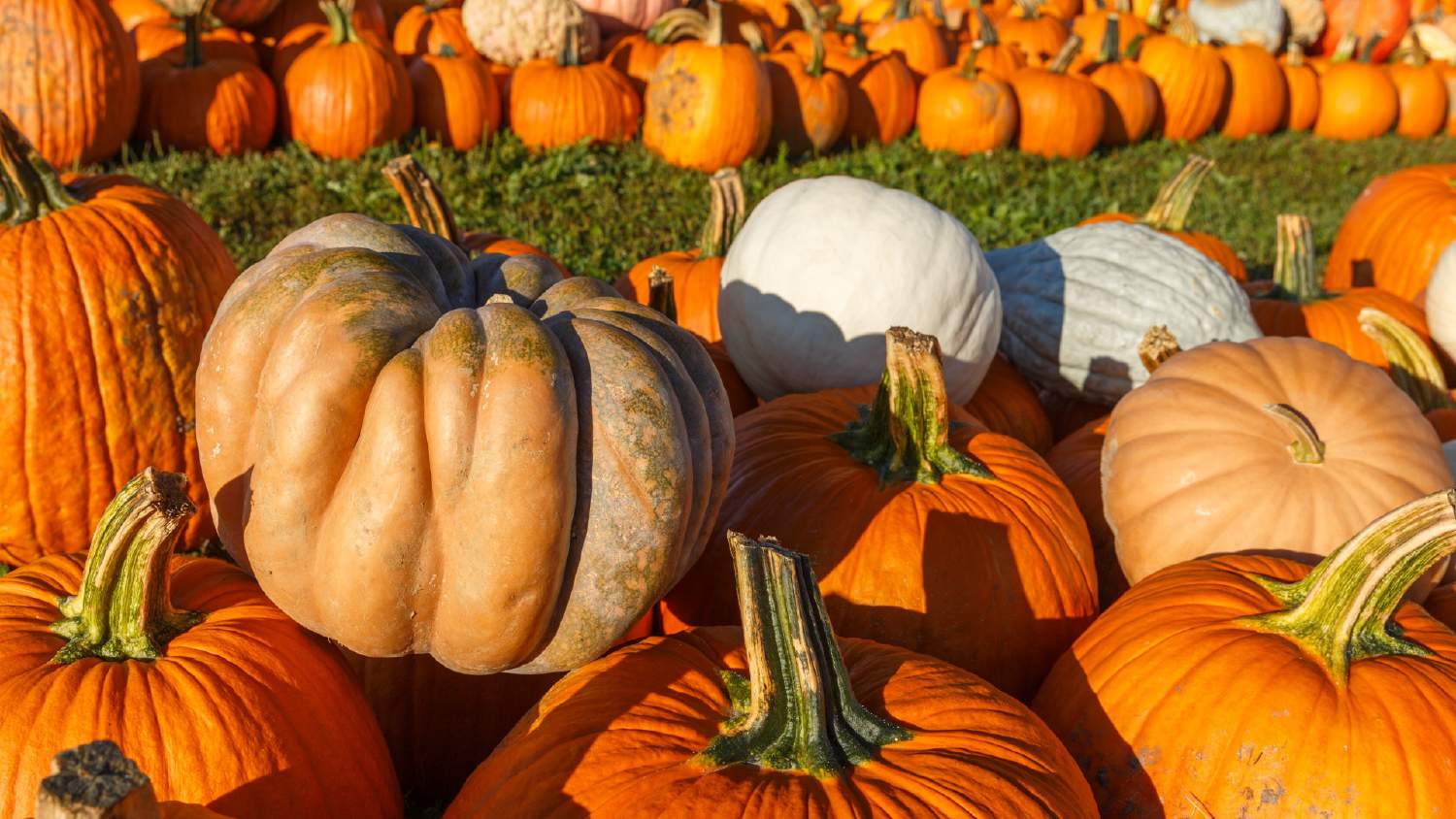 Making The Most Of Your Pumpkin
